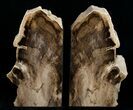 Large Sequoia Petrified Wood Bookends - Oregon #4487-1